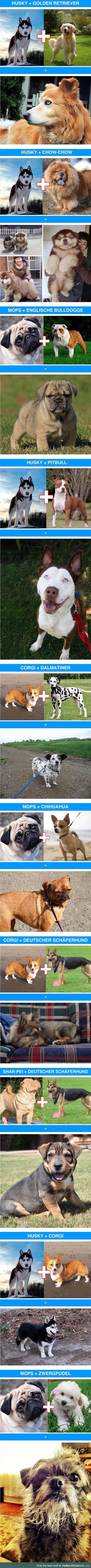 Awesome dog cross-breeds