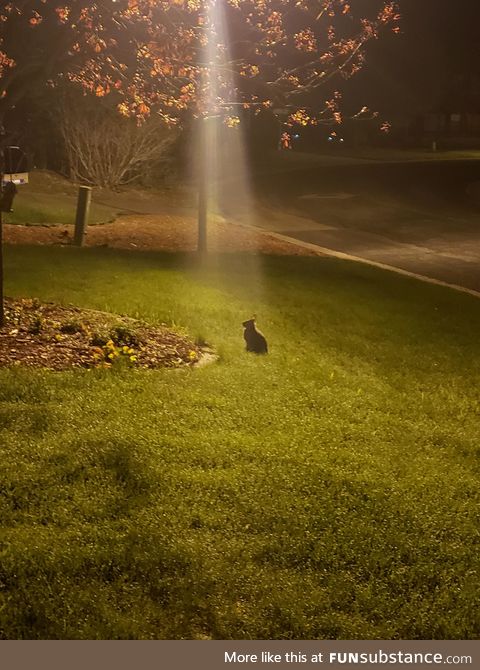 If I've learned anything from gaming, then I know this rabbit has a quest for me
