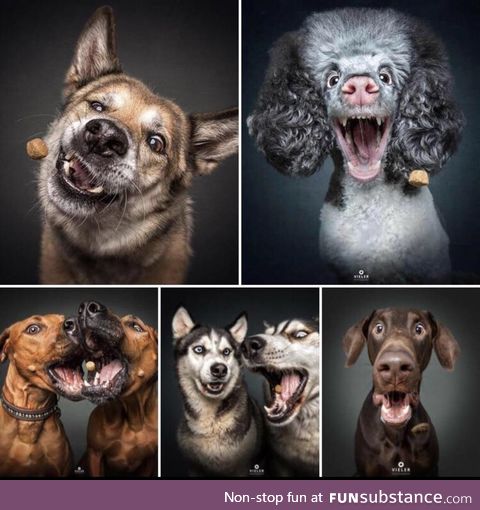 This photographer catches pictures of dogs catching treats