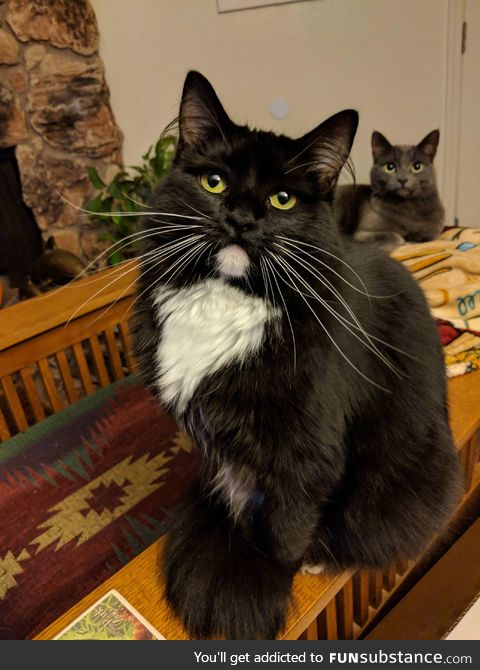 We adopted some whiskers that came with a cat