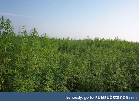 There is a Cannabis forest that’s growing hopelessly out of control in Hokkaido, Japan