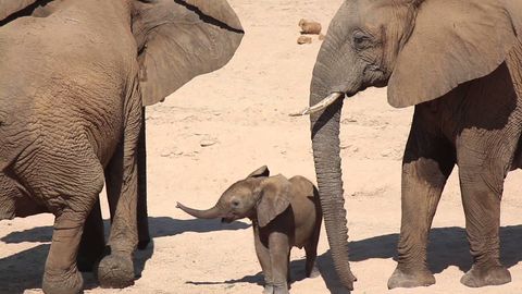 Baby Elephant Gotta go Fast