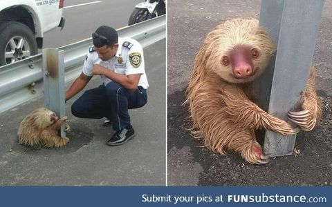 Police officers in Ecuador help a sloth clinging to a pole off of the street