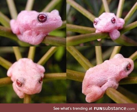 The Mighty and Albino Gray Tree Frog