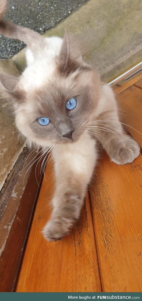As a mailman I meet a lot of cats. This one had amazing eyes