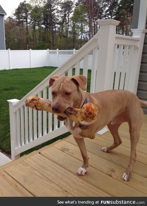 Got my dog a big bone for his birthday. It looks like he's eating his own roasted leg