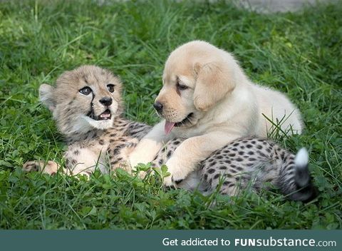 Cheetahs receive emotional support dogs and it is the cutest thing you will see all day