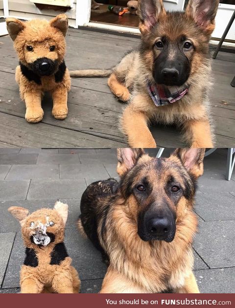 A good boy and his favorite toy over the years