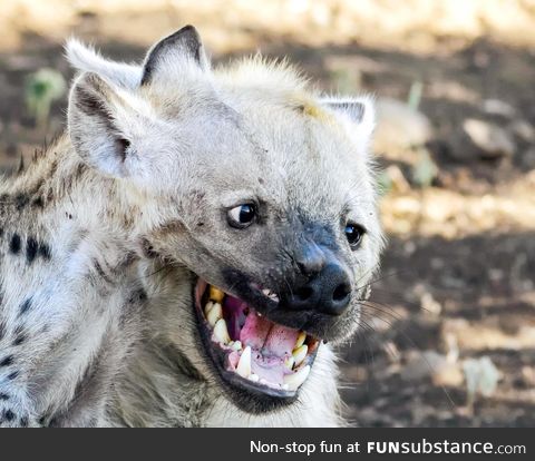 Photographer Lisl Moolman captures an optical illusion of two hyena havin' a good giggle