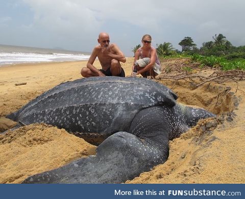 A giant leatherback turtle coming up to lay her eggs