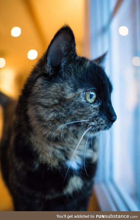 Our curious cat looking out the window