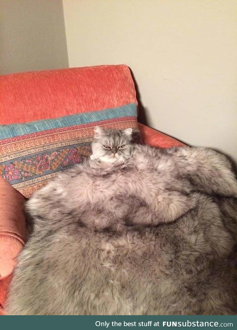 Jabba the Catt