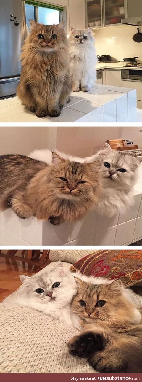 Fluffy angels