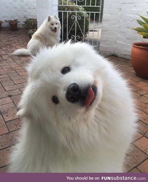 More fluffy angels