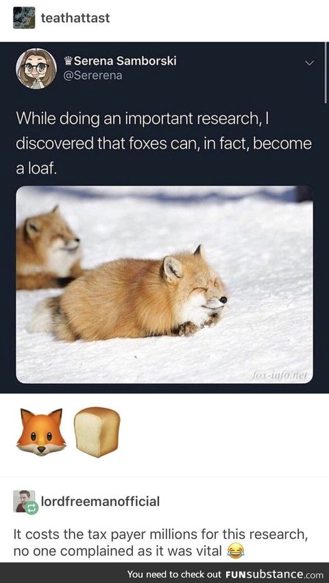 Foxes