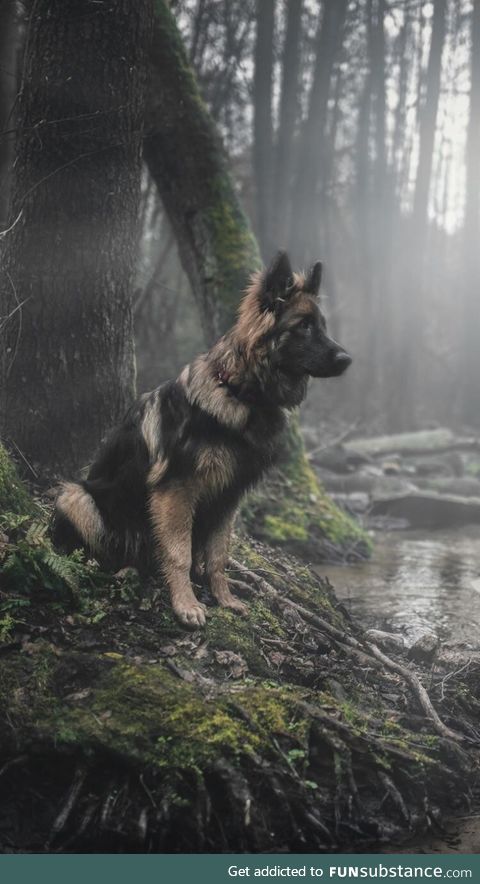 Staring out into the wilderness - Image: Paweł Szamreta