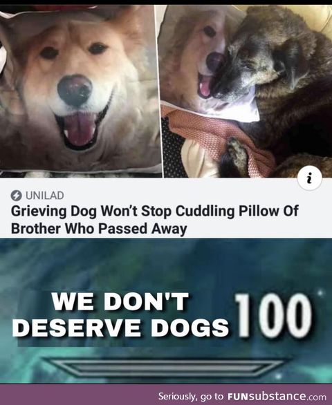 R.I.P Doggos grieve too
