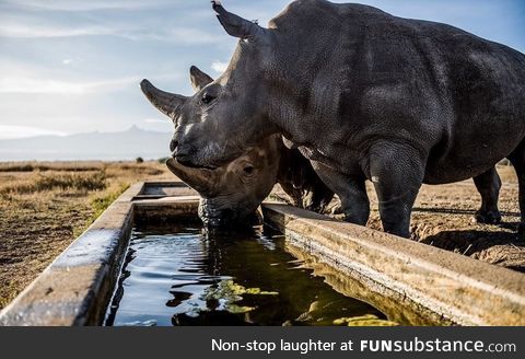 These are the last two northern white rhinos in the world