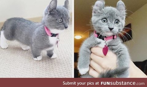 Sausage cat