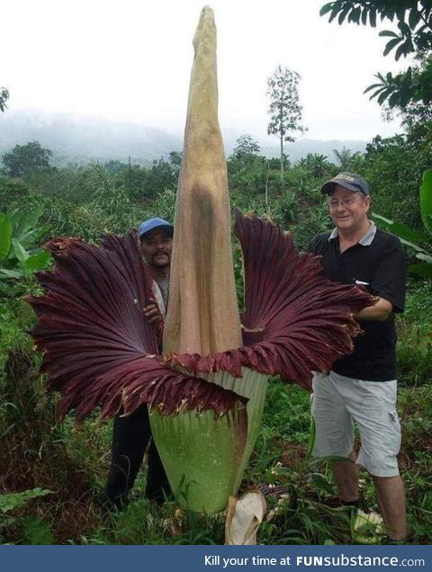 The Amorphopallus Titanium blooms once every 40 years for 4 days and is one of the
