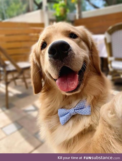 Best boi