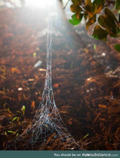 A Spider's interpretation of the Eiffel Tower