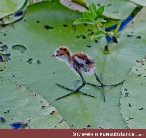 Jacana puppies have to grow in to their feet