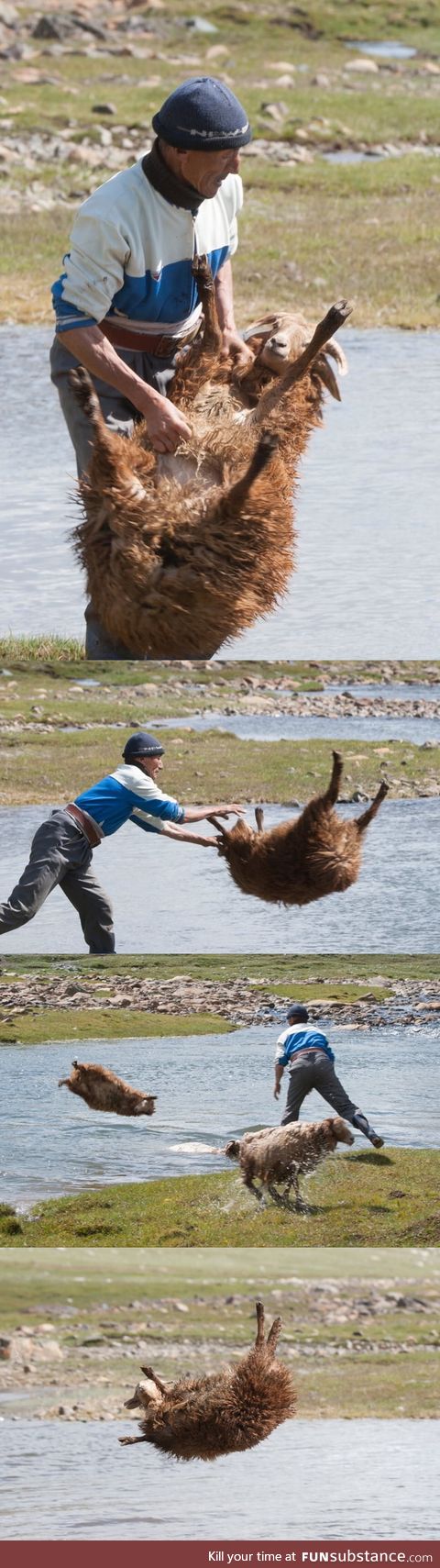 How the Mongolian bathe the sheep