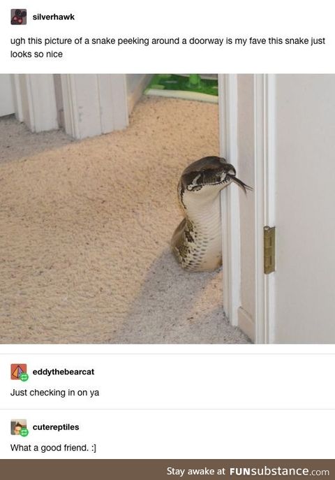 Snek