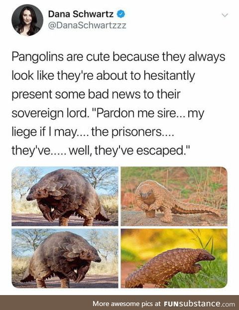 Pangolins are cute