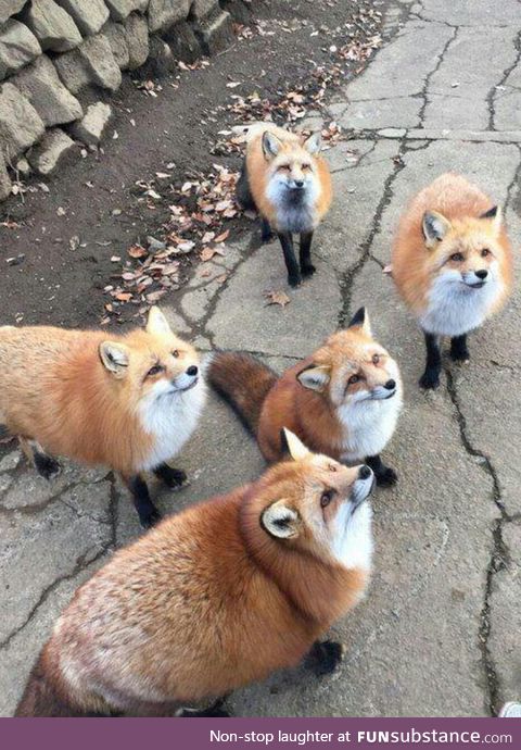 Chonky foxes