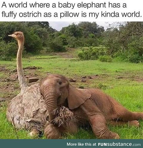 It's so fluffy I wanna lie [down]