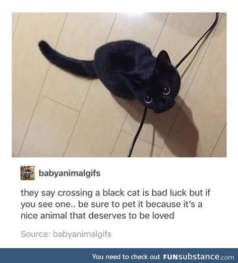 Pet all the cats