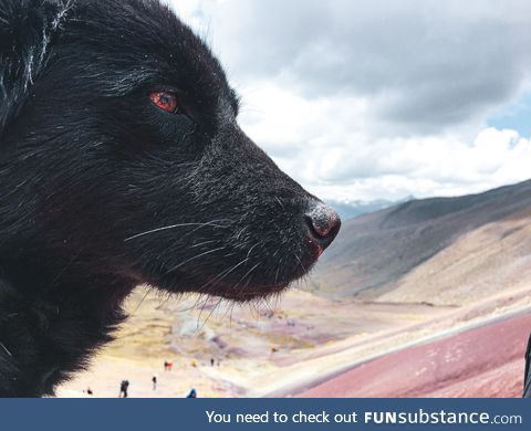 My favorite thing about Peru is that there would always be a random dog that followed you