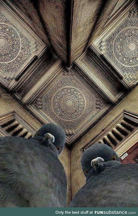 The photographer was lying on the ground, trying to shoot this ceiling. The pigeons were