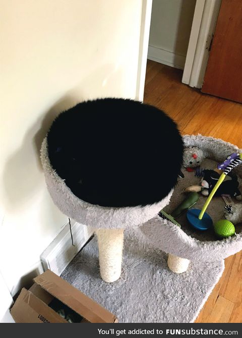 My cat kinda looks like a fuzzy stool top