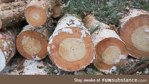 Trees in Chernobyl the light rings pre explosion 1986, the dark rings post explosion