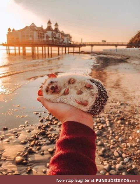 This happy hedgehog fills me with happiness