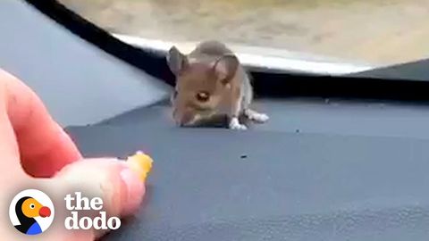 Guy finds a mouse on his dashboard. Handles it about as well as most of us handle spiders