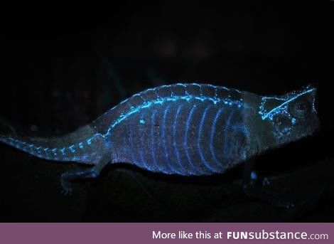 Chameleon bones are UV reactive