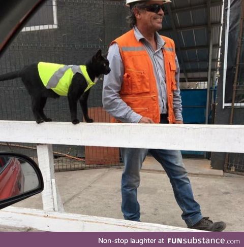 Construction workers put High-Visual jacket on black cat so it doesn't get hurt