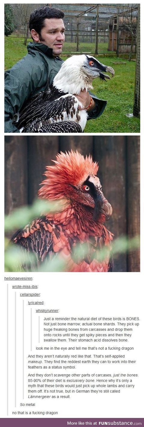Dinosaurs