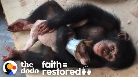 Sick puppy recovers with the help of some humans (and some chimpanzees). FeelGoodSubstance