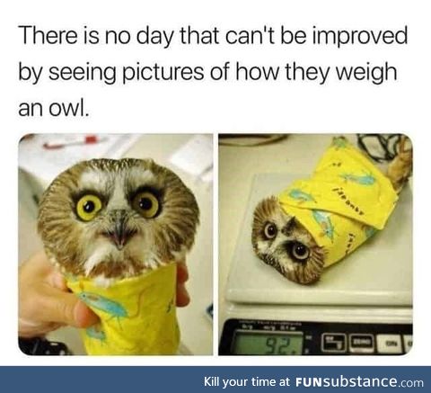 A hoot
