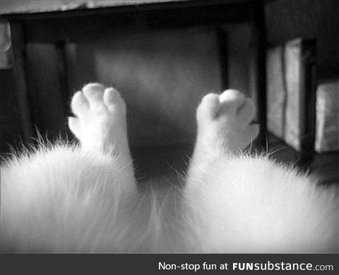 If my cat had an Instagram: Just chillin', might knock something off the table later