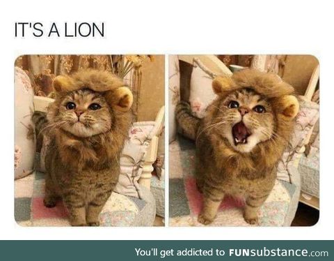 It's a lion