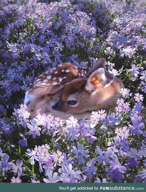 Fawn in the spring