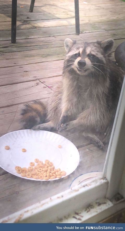 The cereal pleases the raccoon