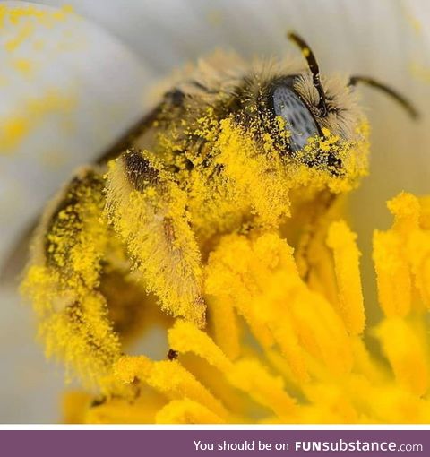 This is a very successful honeybee