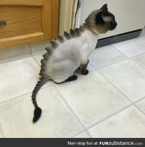 So I shaved my gf's cat. Hope she likes it